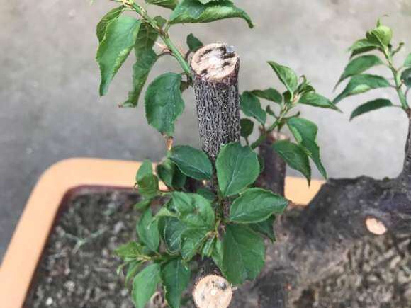 海棠下山桩已经抽条了 怎么办 图片