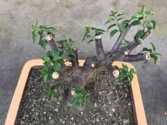 海棠下山桩已经抽条了 怎么办 图片