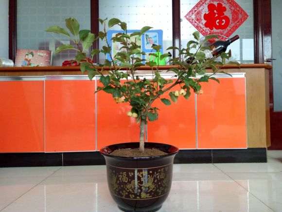 海棠下山桩 35包邮 怎么样 图片