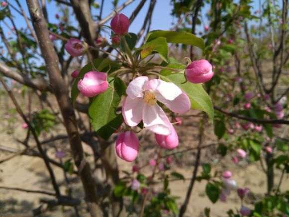 海棠下山桩 35包邮 怎么样 图片