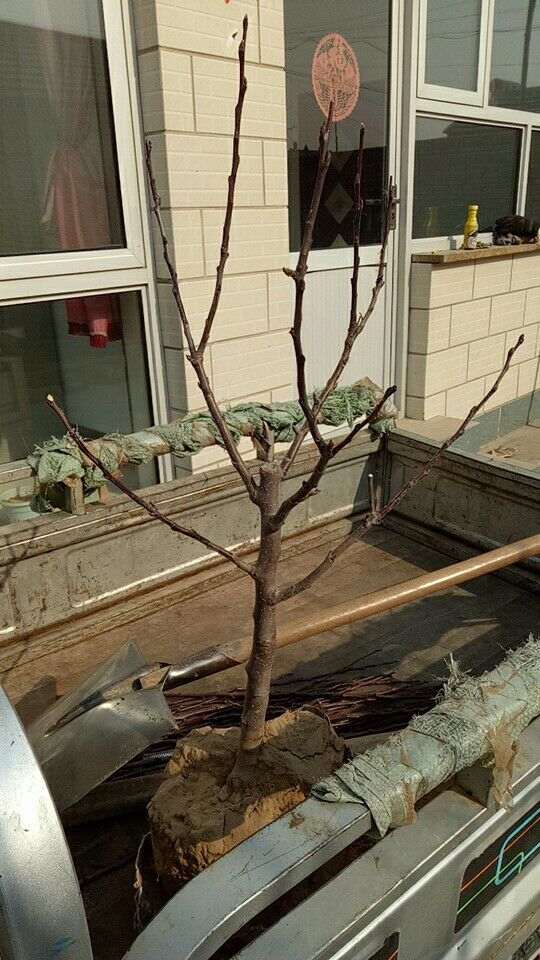 海棠下山桩 35包邮 怎么样 图片