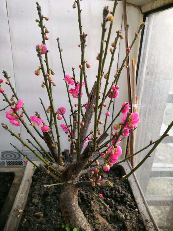 海棠下山桩能与梅桩比吗 怎么样 图片