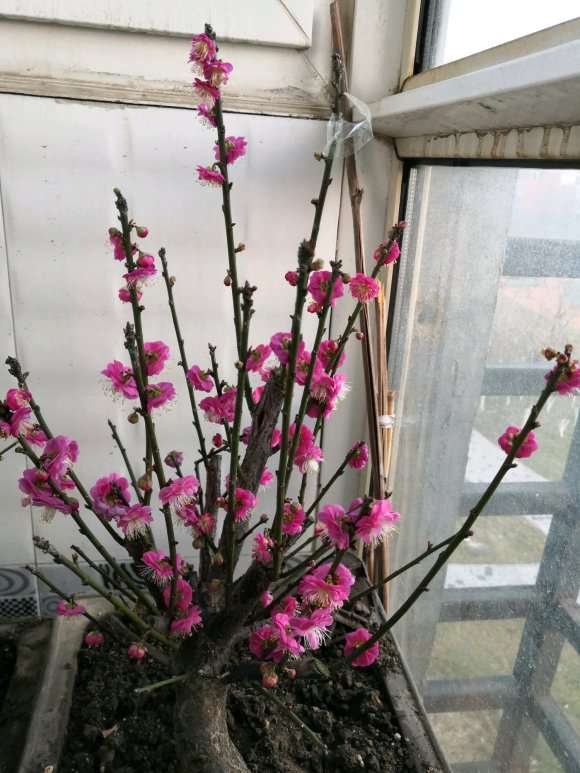 海棠下山桩能与梅桩比吗 怎么样 图片