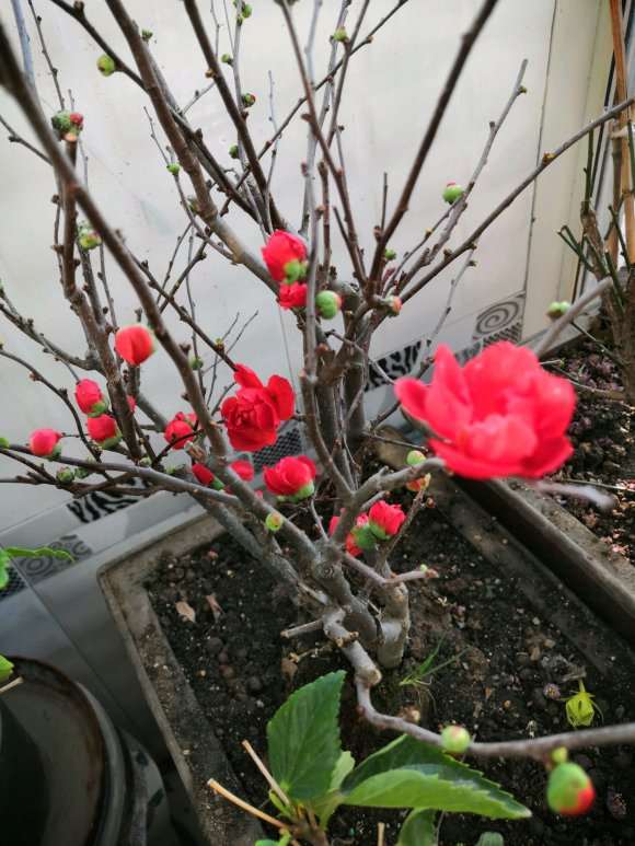 海棠下山桩能与梅桩比吗 怎么样 图片