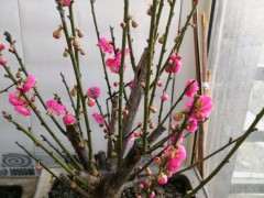 海棠下山桩能与梅桩比吗 可以吗 图片