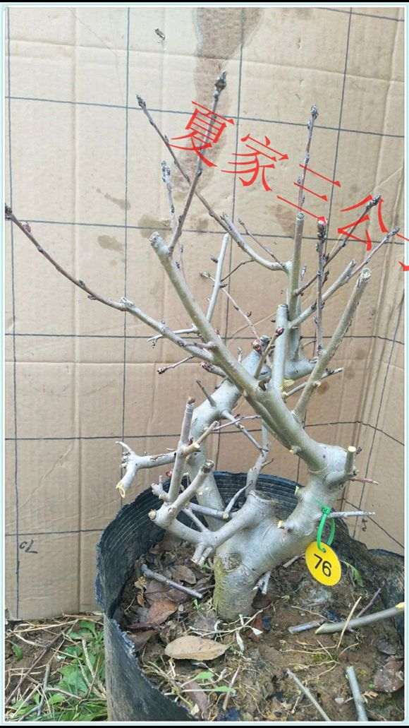 垂丝海棠下山桩 适合放阳台吗 图片