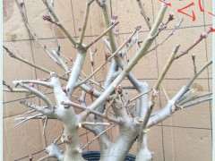 垂丝海棠下山桩 适合放阳台吗 图片