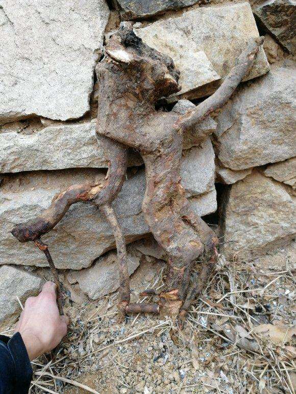 为什么嫁接海棠下山桩 很容易成活 图片