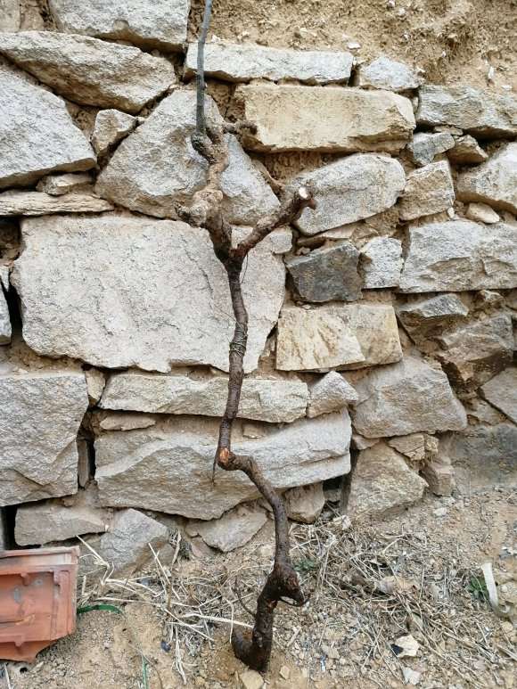 为什么嫁接海棠下山桩 很容易成活 图片