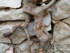 为什么嫁接海棠下山桩 很容易成活 图片