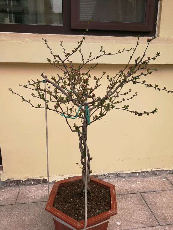 这是什么海棠下山桩 帮忙看看 图片