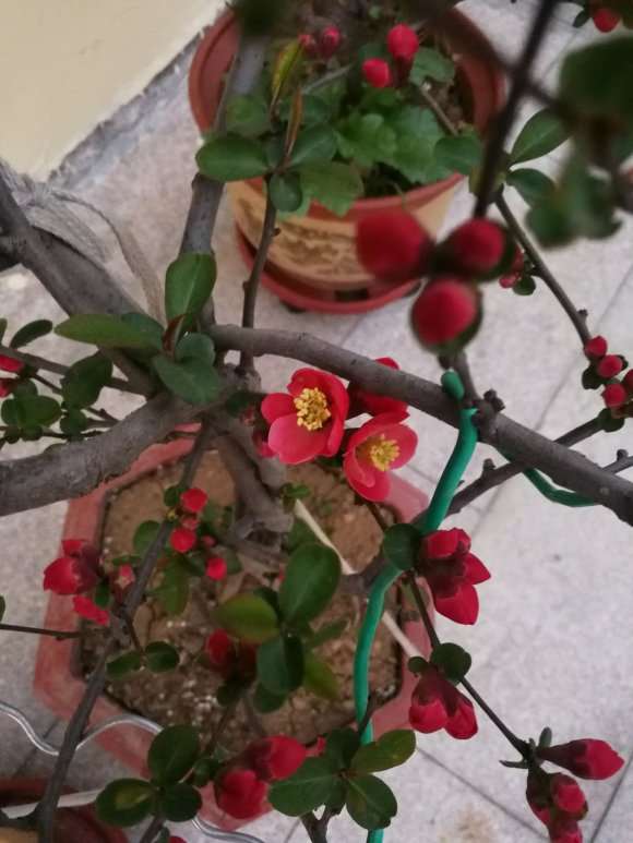 这是什么海棠下山桩 帮忙看看 图片