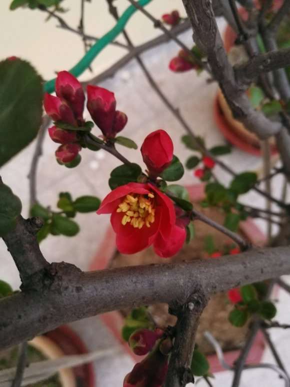 这是什么海棠下山桩 帮忙看看 图片