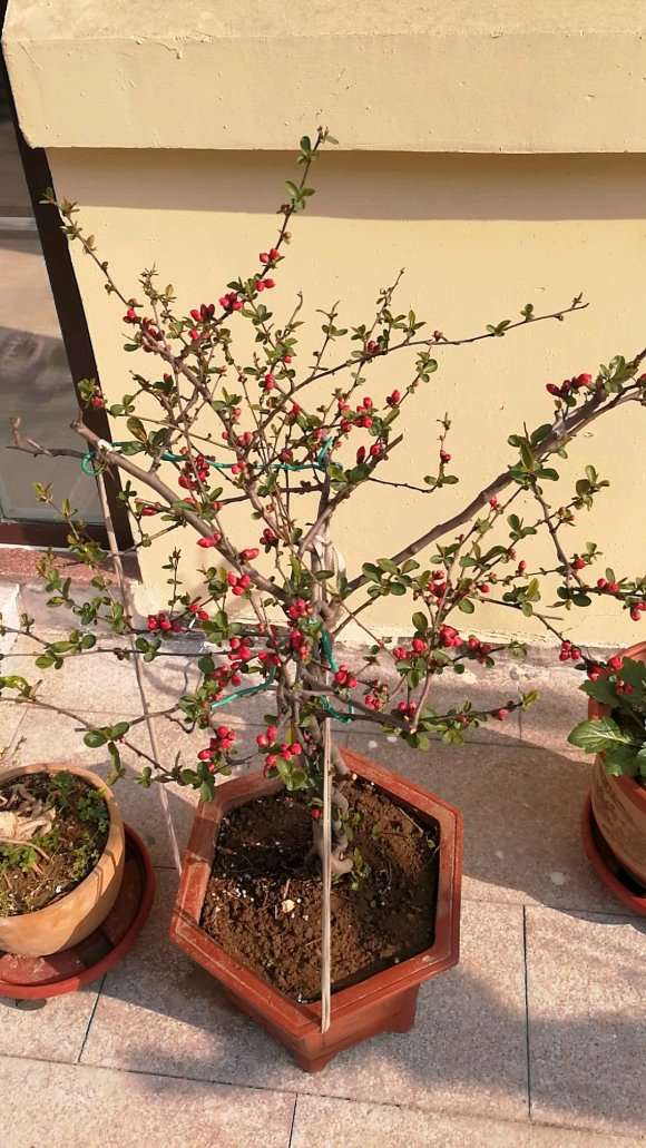 这是什么海棠下山桩 帮忙看看 图片