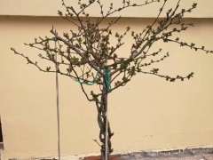 这是什么海棠下山桩 帮忙看看 图片