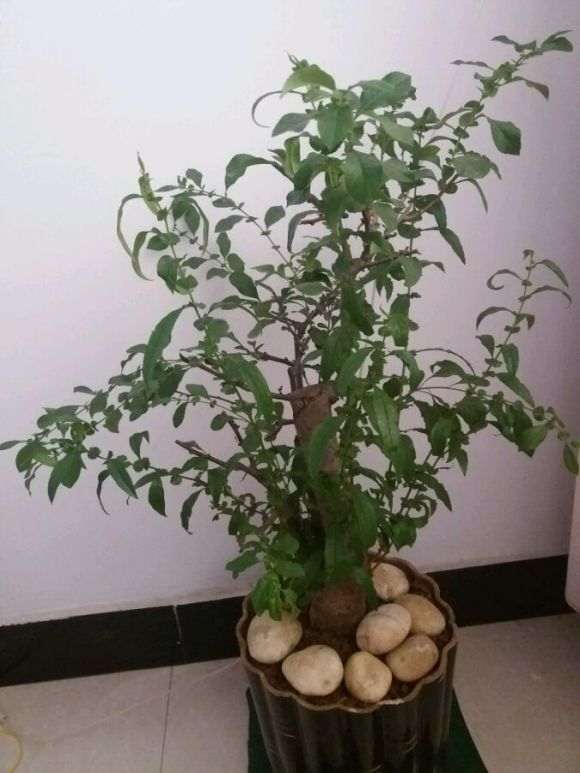 海棠下山桩花要怎么修剪 图片