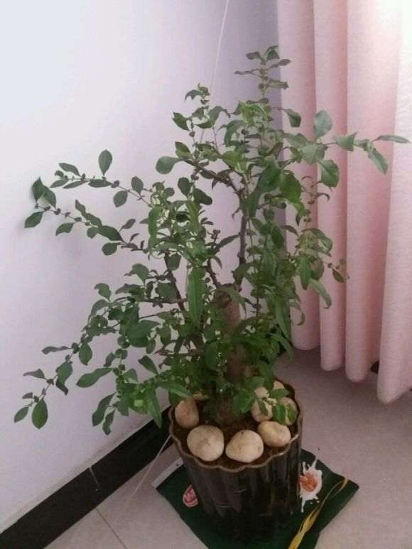 海棠下山桩花要怎么修剪 图片