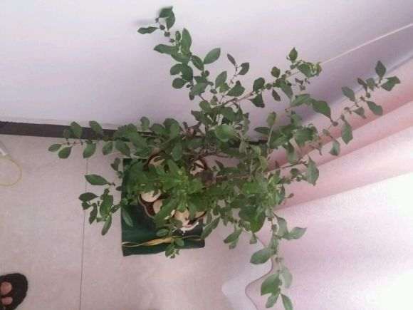 海棠下山桩花要怎么修剪 图片