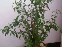 海棠下山桩花要怎么修剪 图片