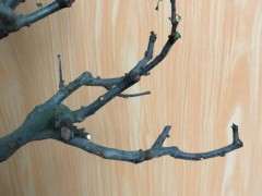 海棠下山桩老是失枝 怎么办 图片