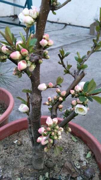 为什么海棠下山桩是这样子 怎么办 图片