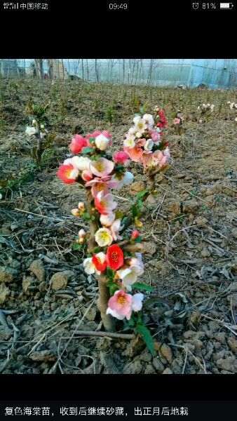 为什么海棠下山桩是这样子 怎么办 图片