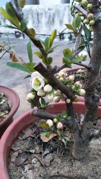 为什么海棠下山桩是这样子 怎么办 图片