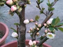 为什么海棠下山桩是这样子 怎么办 图片