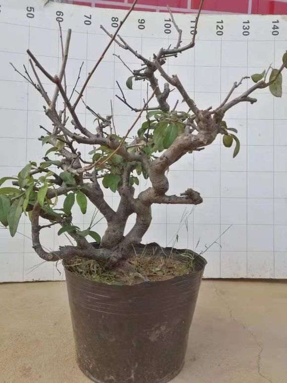 买的宿迁海棠下山桩 是假货吗 图片