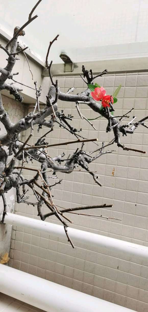 买的宿迁海棠下山桩 是假货吗 图片