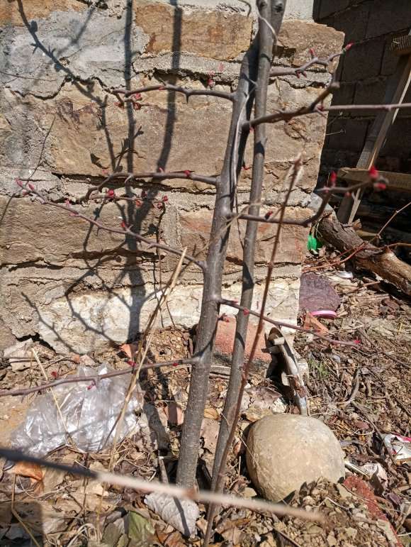 木瓜海棠下山桩 已经结花蕾了 图片