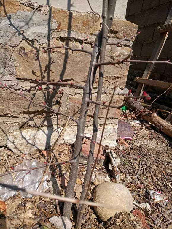 木瓜海棠下山桩 已经结花蕾了 图片