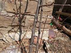 木瓜海棠下山桩 已经结花蕾了 图片