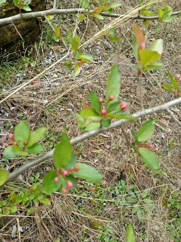 这个是海棠下山桩吗 怎么区别 图片