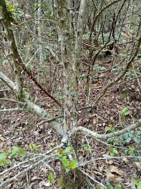 这个是海棠下山桩吗 怎么区别 图片