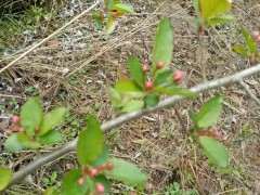 这个是海棠下山桩吗 怎么区别 图片