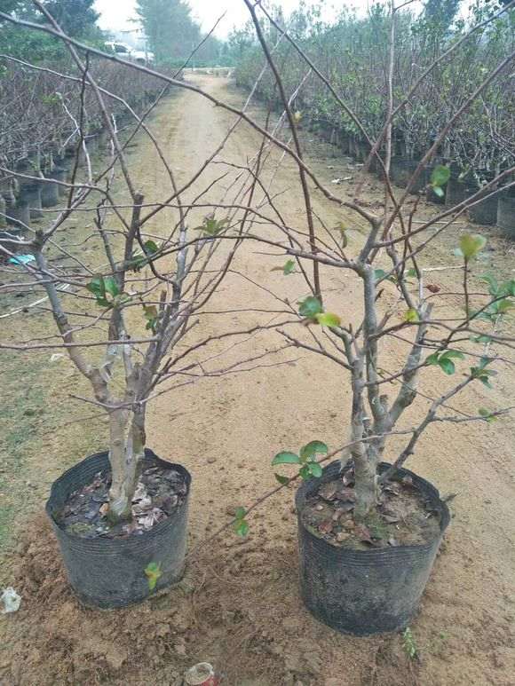 海棠下山桩  非常的美 漂亮极了 图片