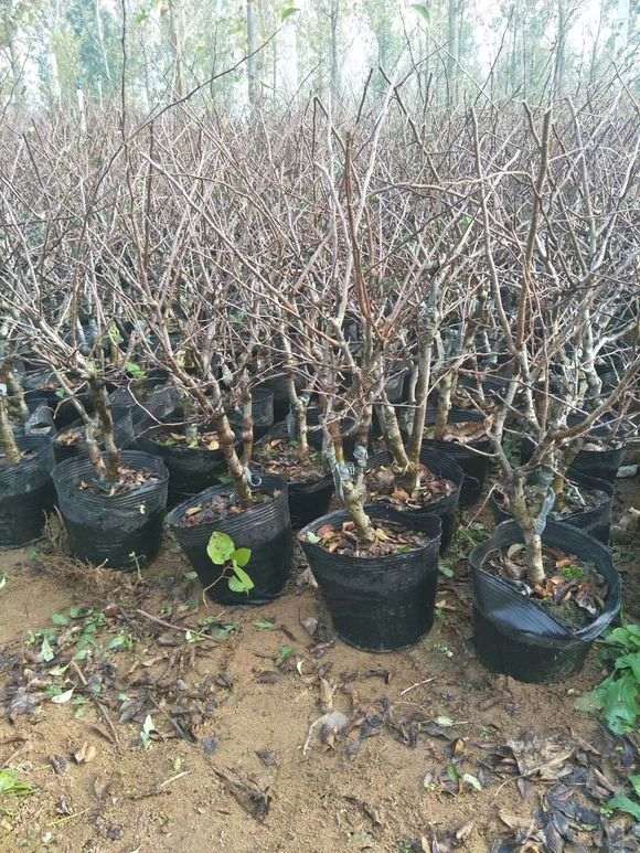 海棠下山桩  非常的美 漂亮极了 图片