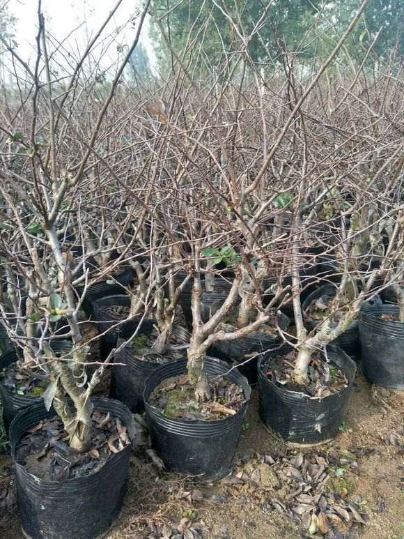 海棠下山桩  非常的美 漂亮极了 图片