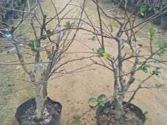 海棠下山桩  非常的美 漂亮极了 图片