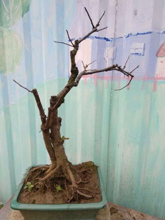 养了十年的海棠下山桩 怎么样 图片