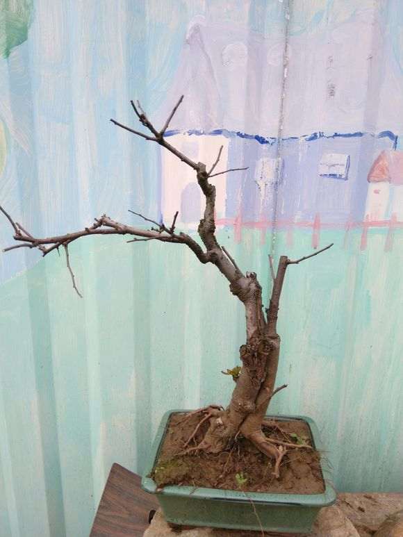 养了十年的海棠下山桩 怎么样 图片