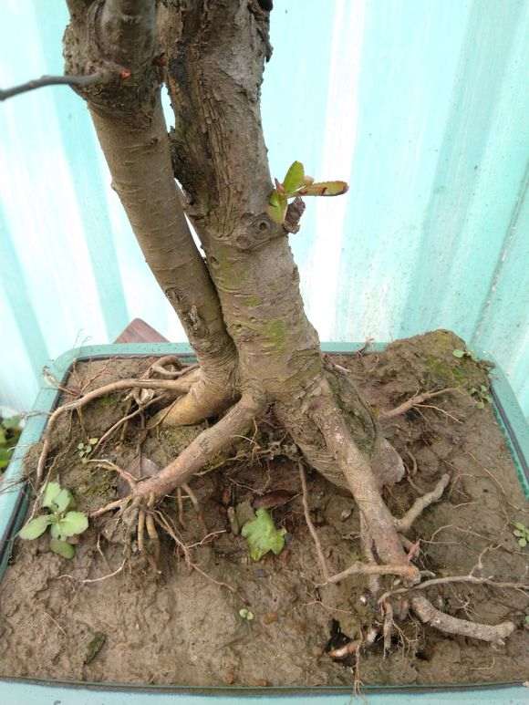 养了十年的海棠下山桩 怎么样 图片