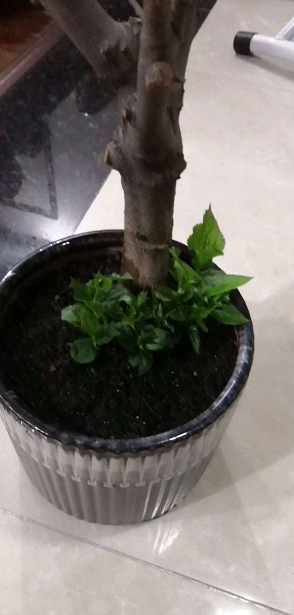 宿迁海棠下山桩 1个月开始发芽 图片