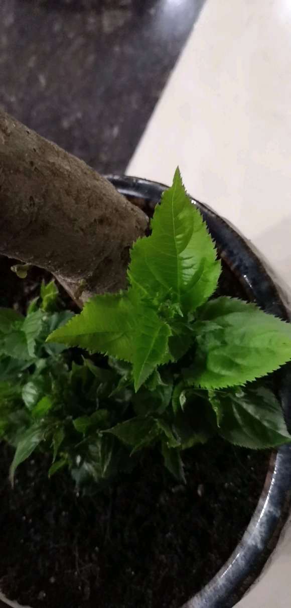 宿迁海棠下山桩 1个月开始发芽 图片