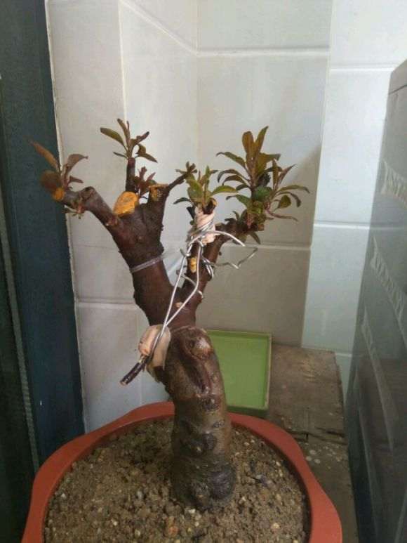 这是什么海棠下山桩 帮忙看看 图片
