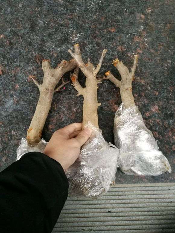 3颗日本海棠下山桩 共30元 怎么样 图片