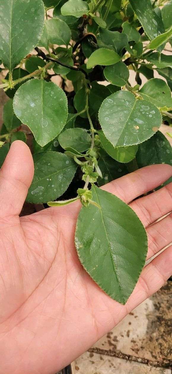 为什么海棠下山桩还没开花 图片