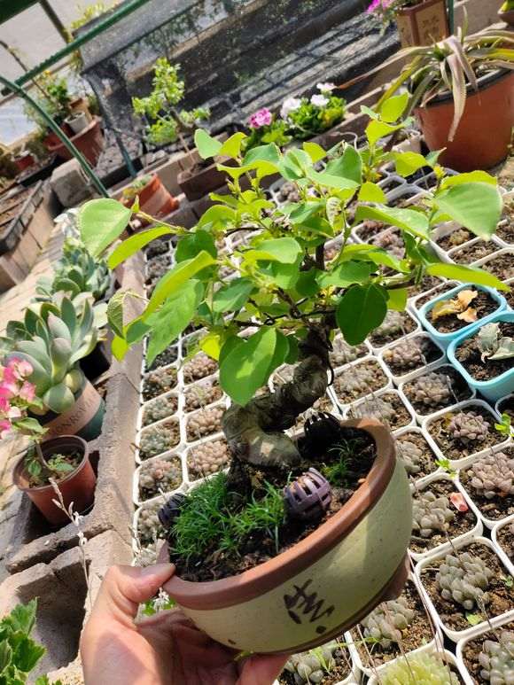 为什么海棠下山桩还没开花 图片