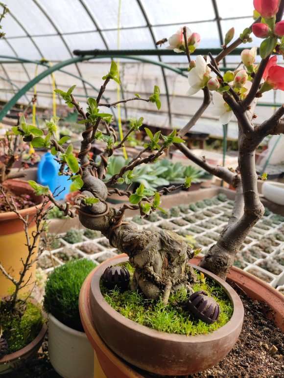 为什么海棠下山桩还没开花 图片